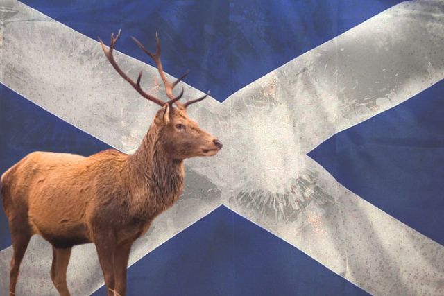 Read more about the article Scottish Stag Symbolism