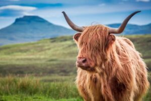The Highland Cow - A Furry Scottish Icon